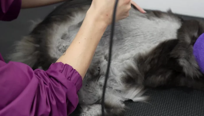 Continue shaving until the cat is completely shaved.