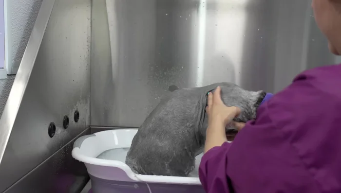 Return the cat to a comfortable location.