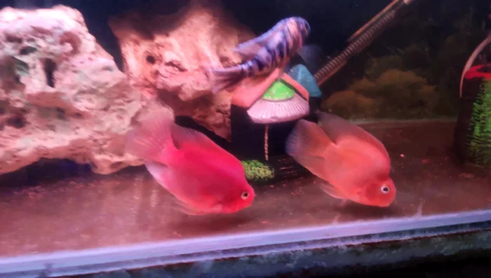 For saltwater tanks with corals, mimic the natural lighting period of their habitat for optimal growth and health if you know it.