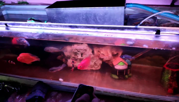 Consider using a timer to automate the lighting schedule for consistency.