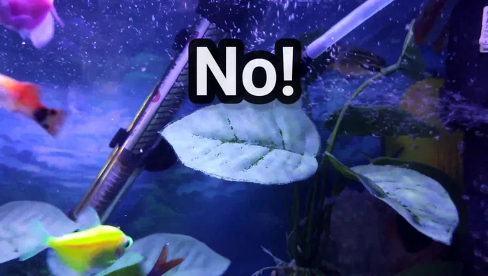 For saltwater tanks with corals, mimic the natural lighting period of their habitat for optimal growth and health if you know it.