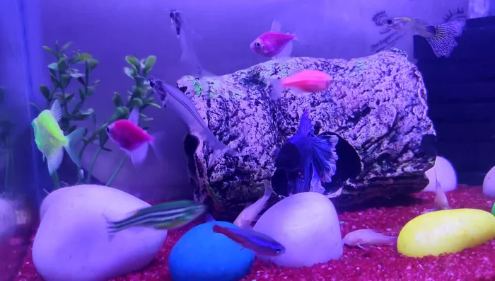 Consider using a timer to automate the lighting schedule for consistency.