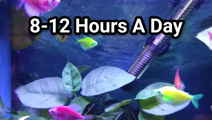 For saltwater tanks with corals, mimic the natural lighting period of their habitat for optimal growth and health if you know it.