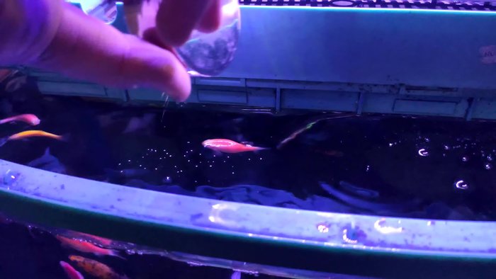 Set up your aquarium with lights.