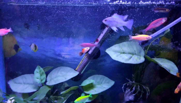 For saltwater tanks with corals, mimic the natural lighting period of their habitat for optimal growth and health if you know it.