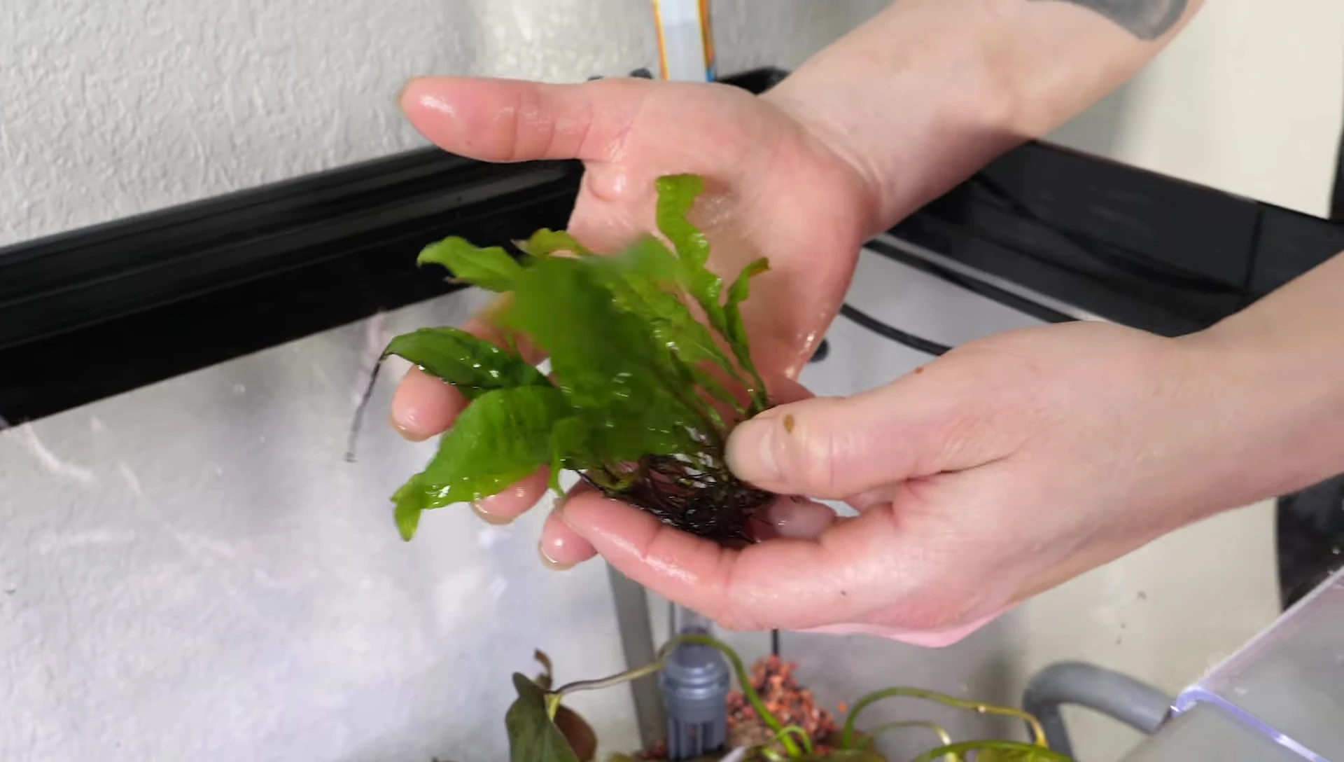 Java Fern attached to Driftwood