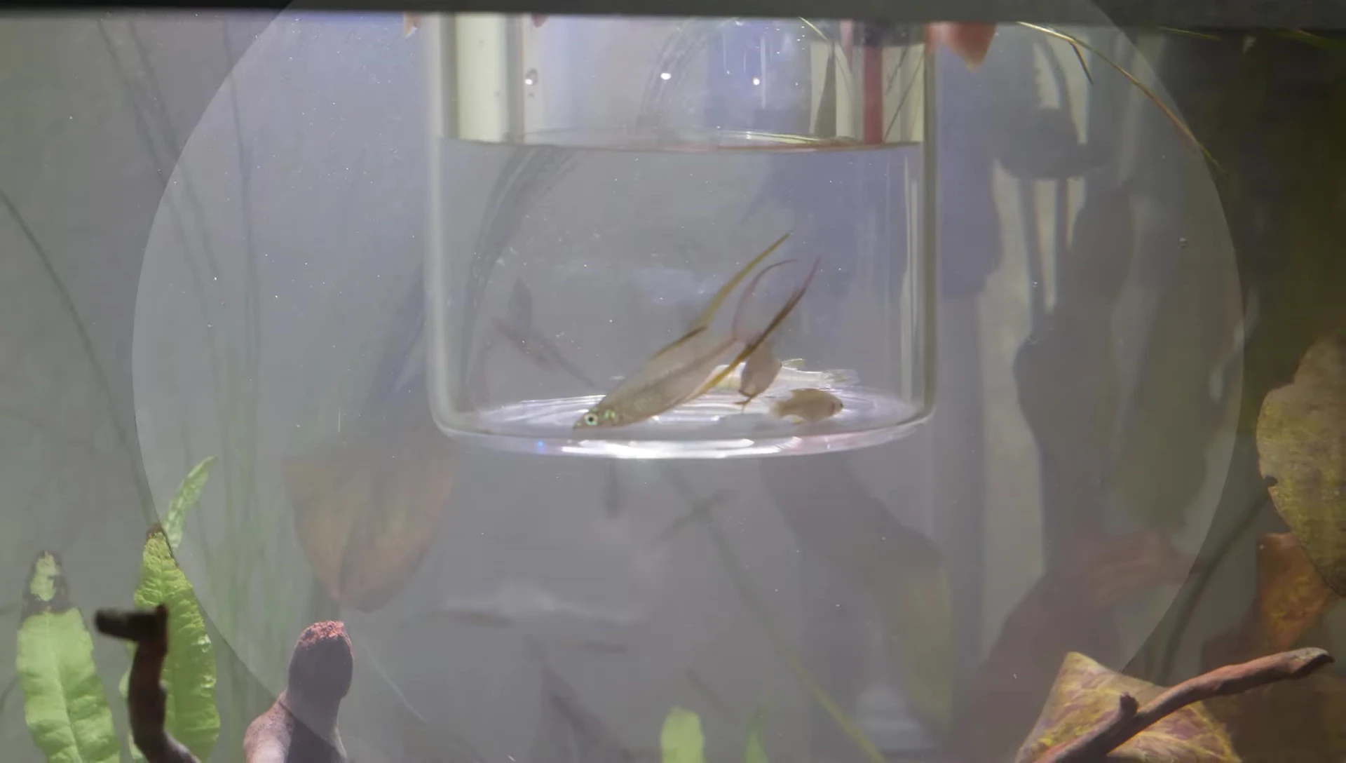 Threadfin Rainbowfish