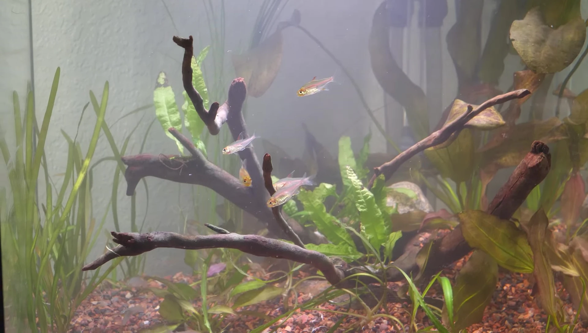 Glowlight Tetras