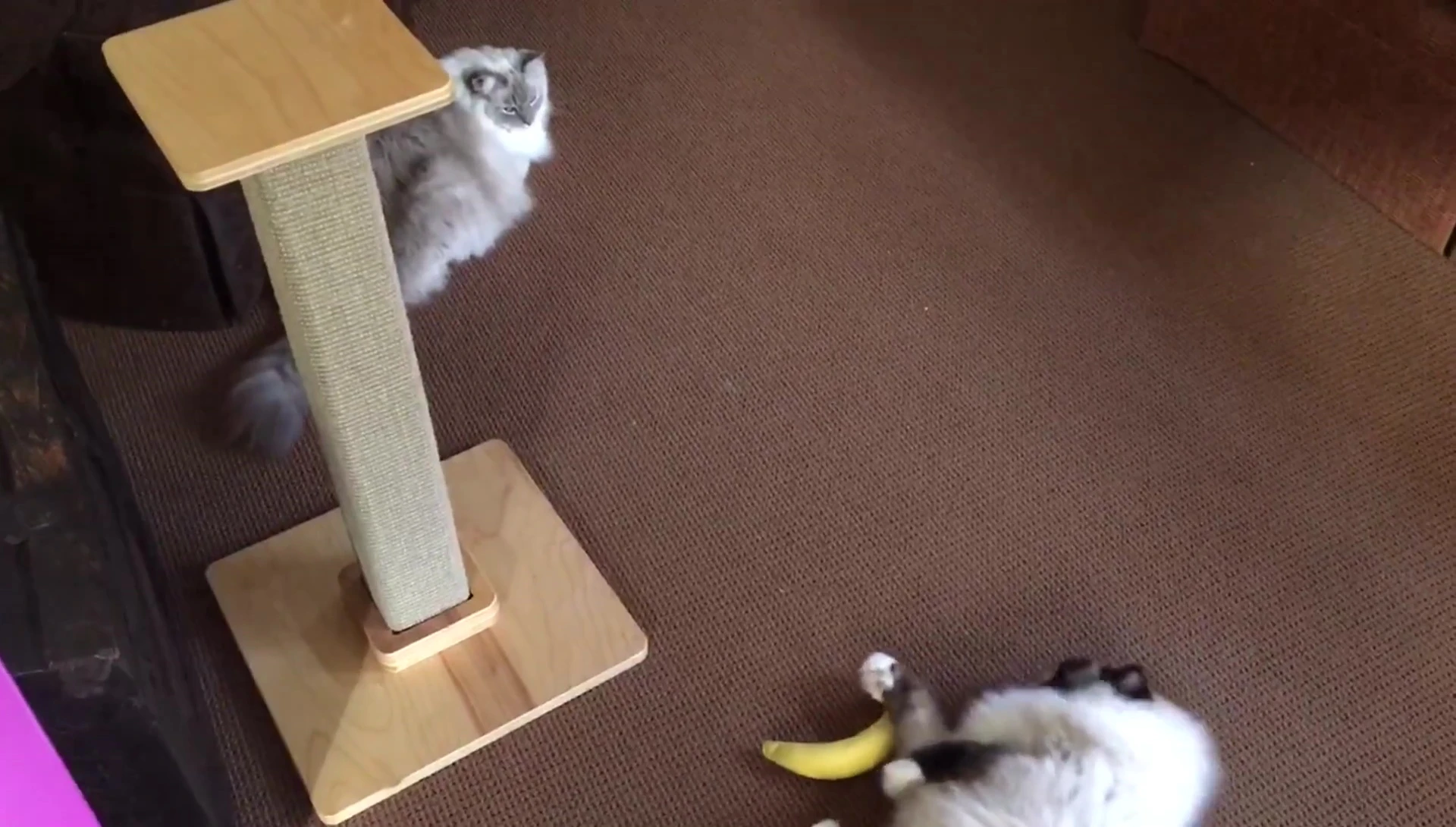 Screenshot showing the cat scratching post in a home environment.