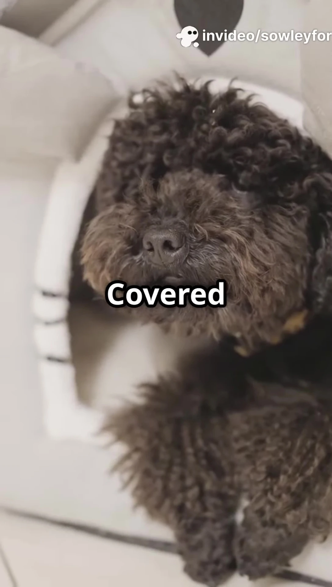 A covered cave pet bed showing its enclosed design.