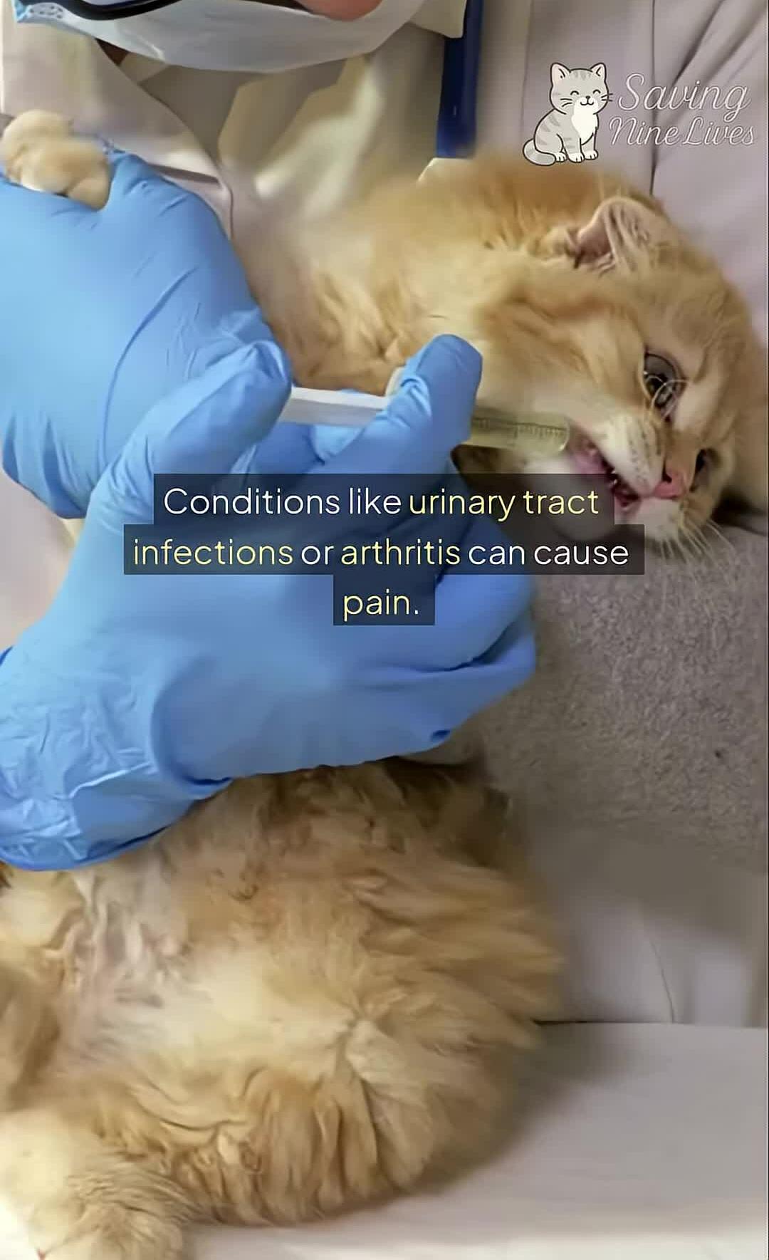 Image showing a cat receiving a veterinary examination.