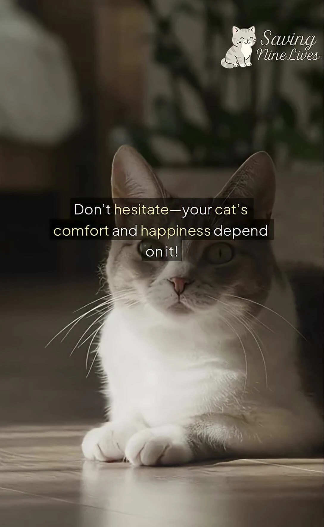 Image focusing on the cat's comfort and happiness.