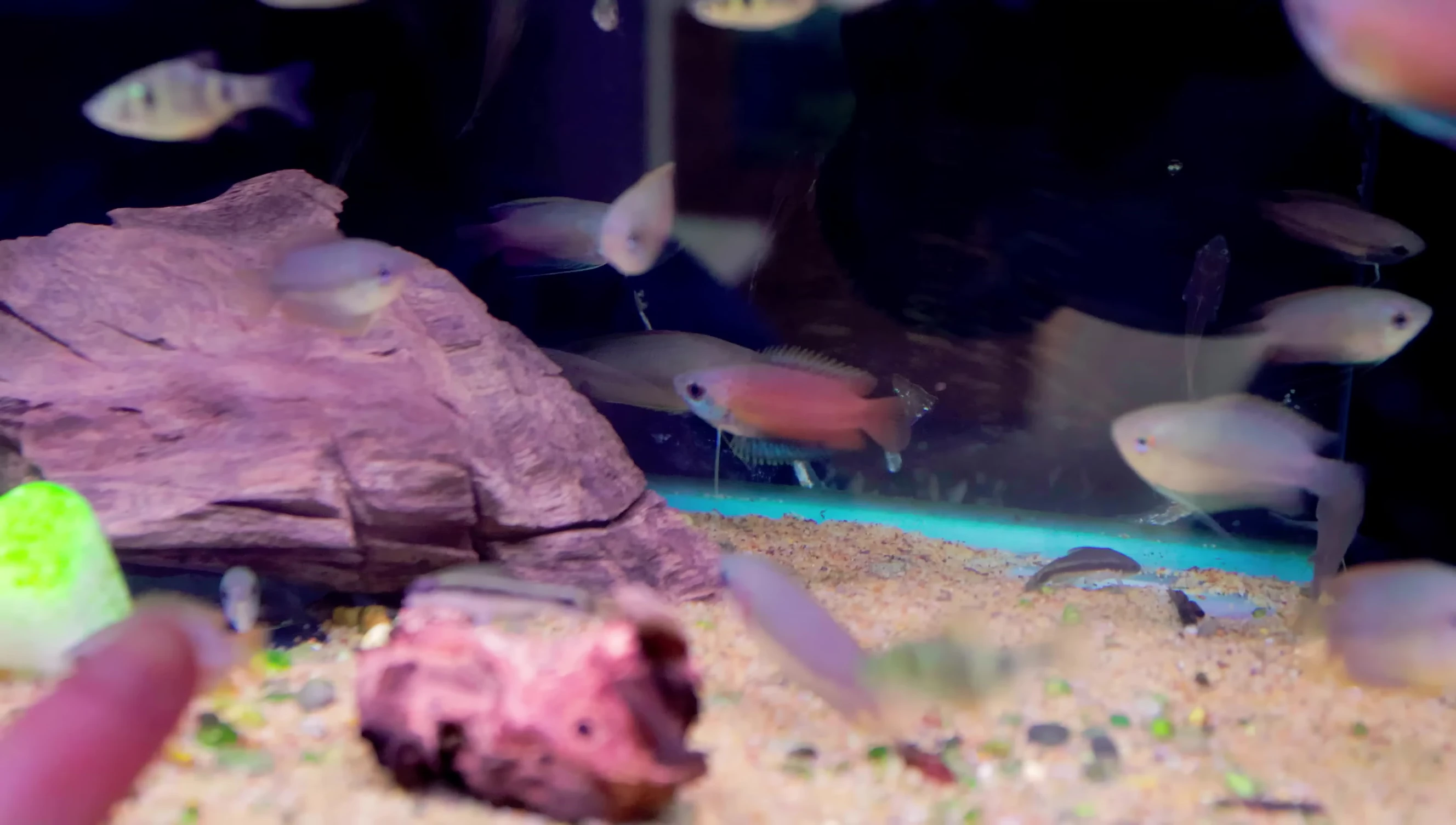 Honey gouramis