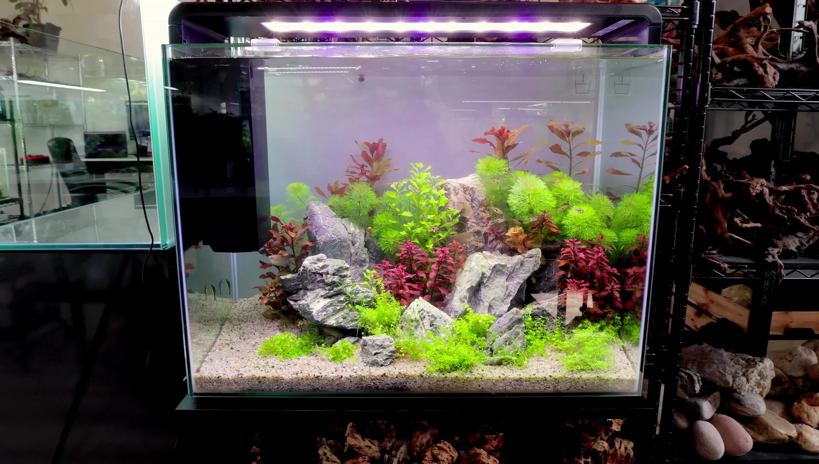 The fully stocked aquarium