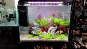 Superfish Home Aquarium Kit Review: Easy Setup, Stunning Results
