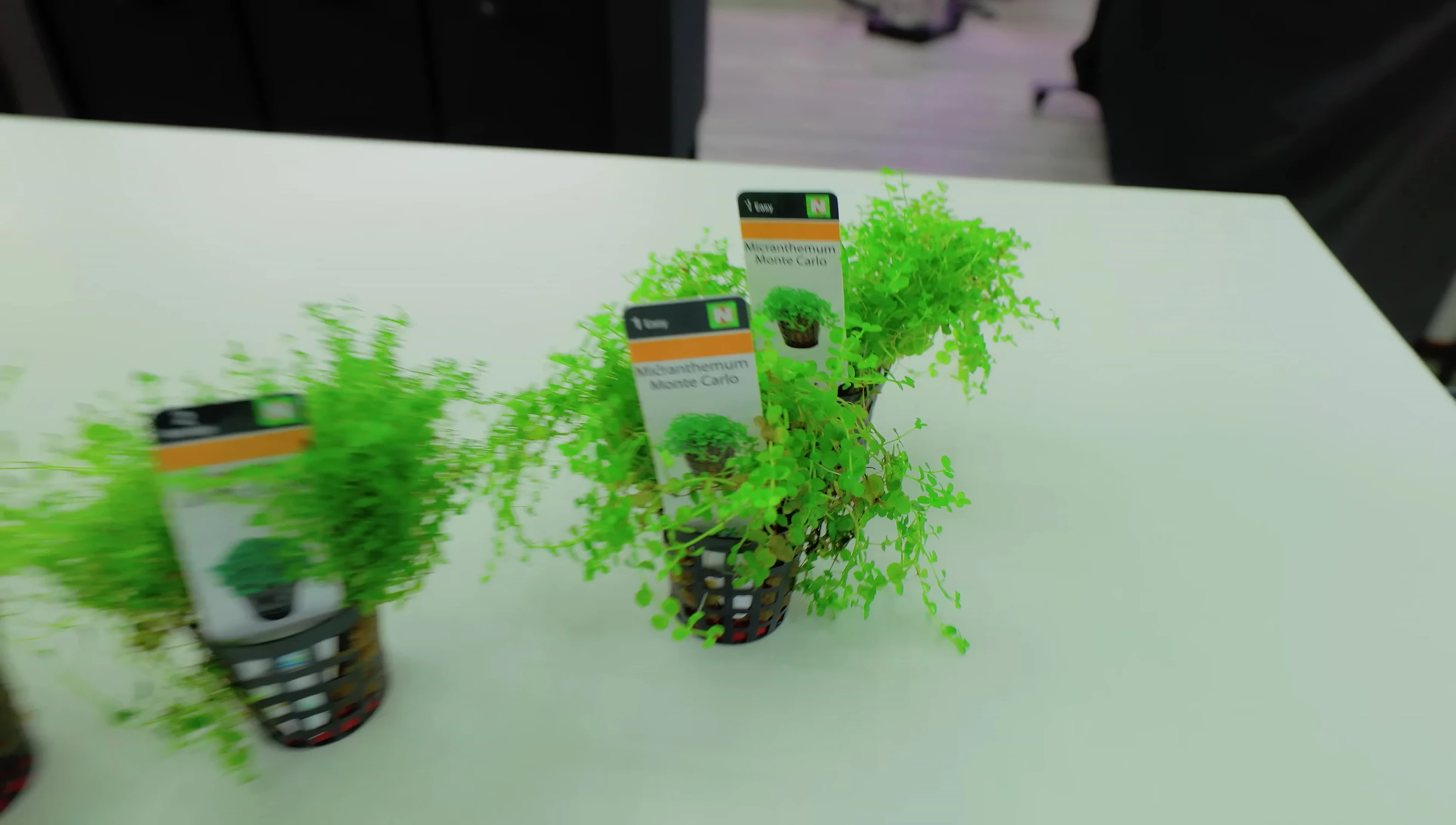 Planting the foreground plants