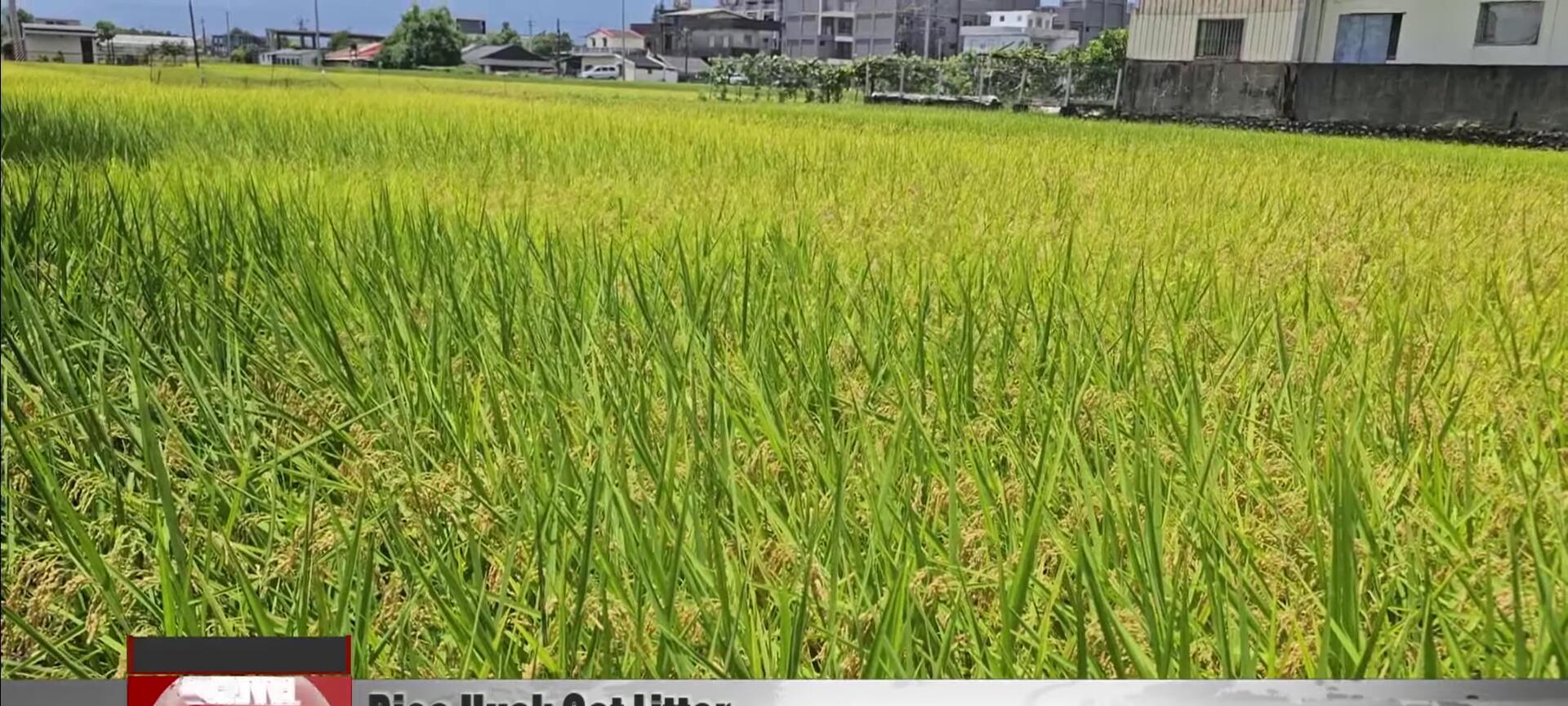 Bags of rice husk cat litter displayed