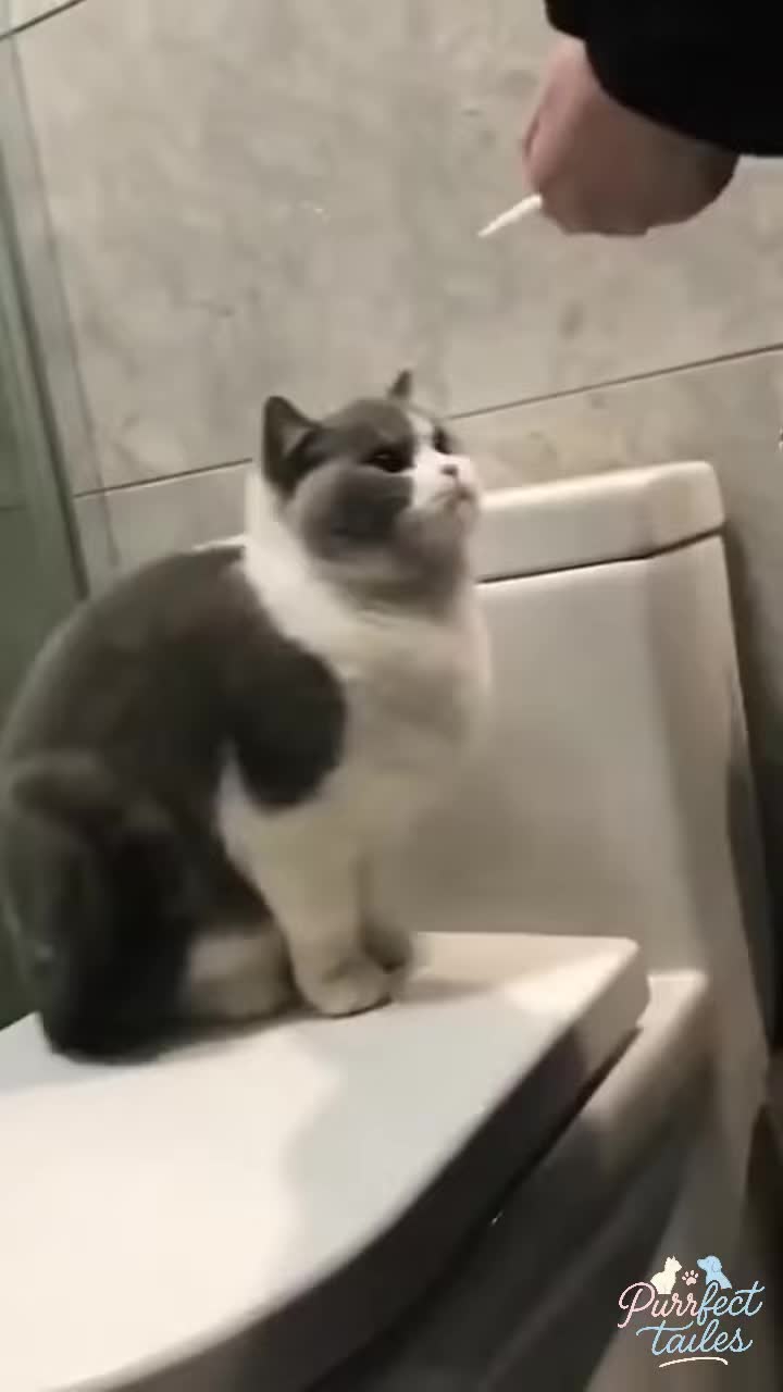 A cat looking startled by a comb
