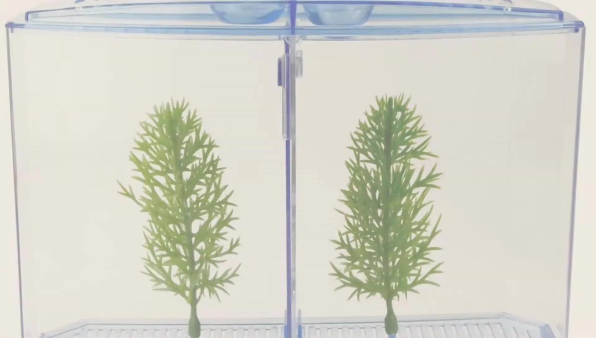 A glimpse of the Saying Tank Divider