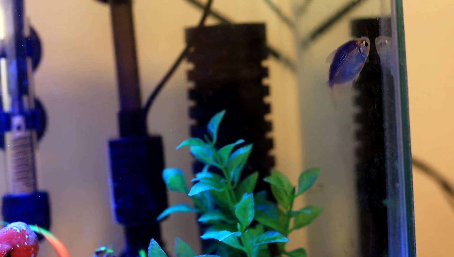 Fish swimming happily in the tank