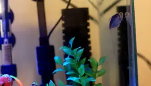 Hygger USB Electric Aquarium Sponge Filter Review: Easy Setup & Quiet Operation