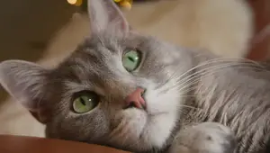 Cat Peeing Outside Litter Box? 5 Common Reasons & Solutions